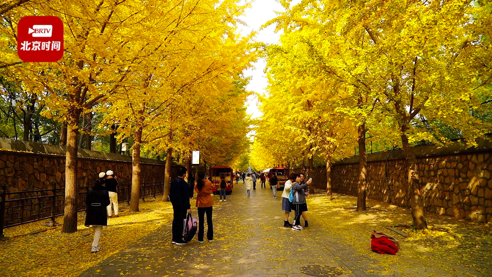 圆明园绝美秋景上线~银杏大道“金色走廊”你打卡了吗? 圆明园绝美秋景上线~银杏大道“金色走廊”你打卡了吗?