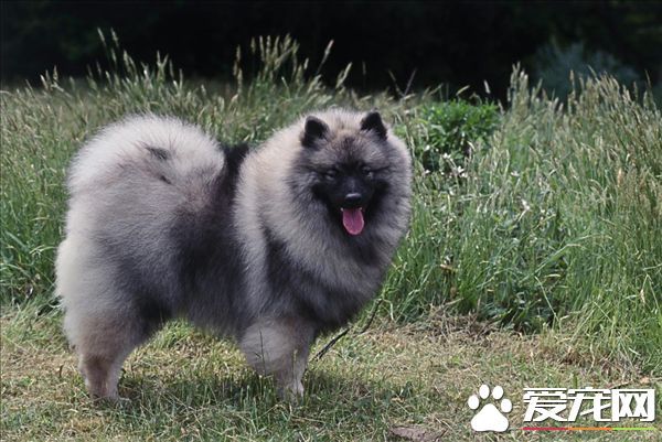 荷兰毛狮犬幼犬价格 幼犬价格大约为1000到30000元 荷兰毛狮犬幼犬价格 幼犬价格大约为1000到30000元