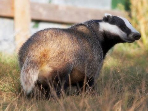 蜜獾这么火,为什么动物园却不多养几只?园长这么解释