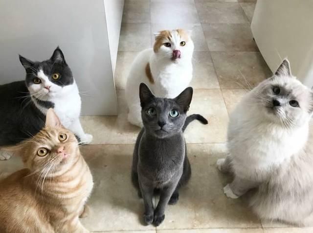 在家里养了一大群猫咪,是一种什么样的体验?