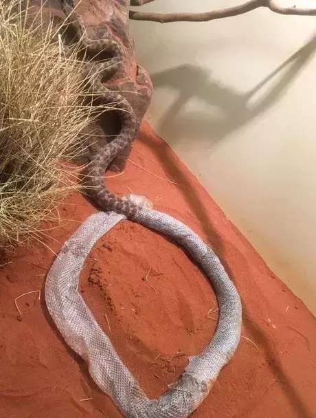 男子来到一处蟒蛇馆参观,被里面巨蟒蜕皮深深