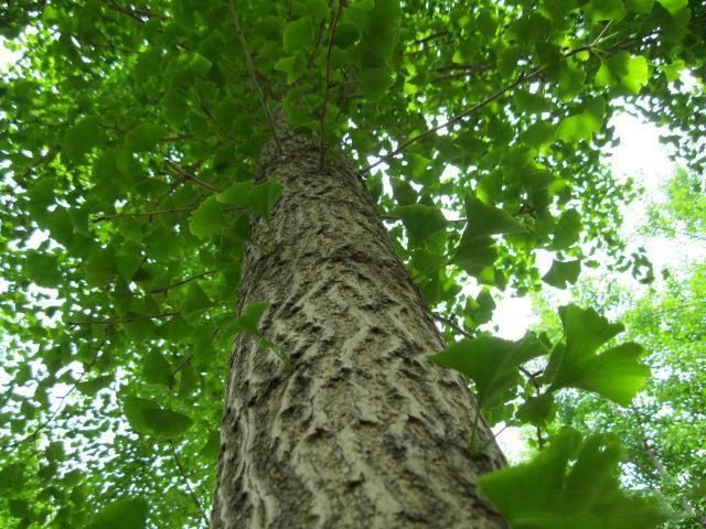 公孙树,我国特有的,现存最古老的树种,最年长的一棵有1400多年