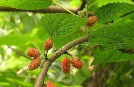 为什么有房前不栽树,屋后不种花的说法?