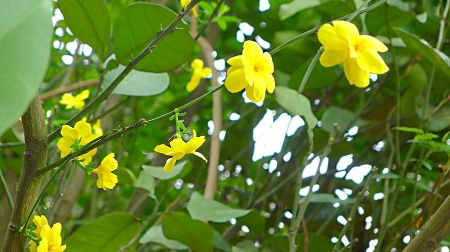 图说|黄花翠蔓世上名,入药解毒消肿痛