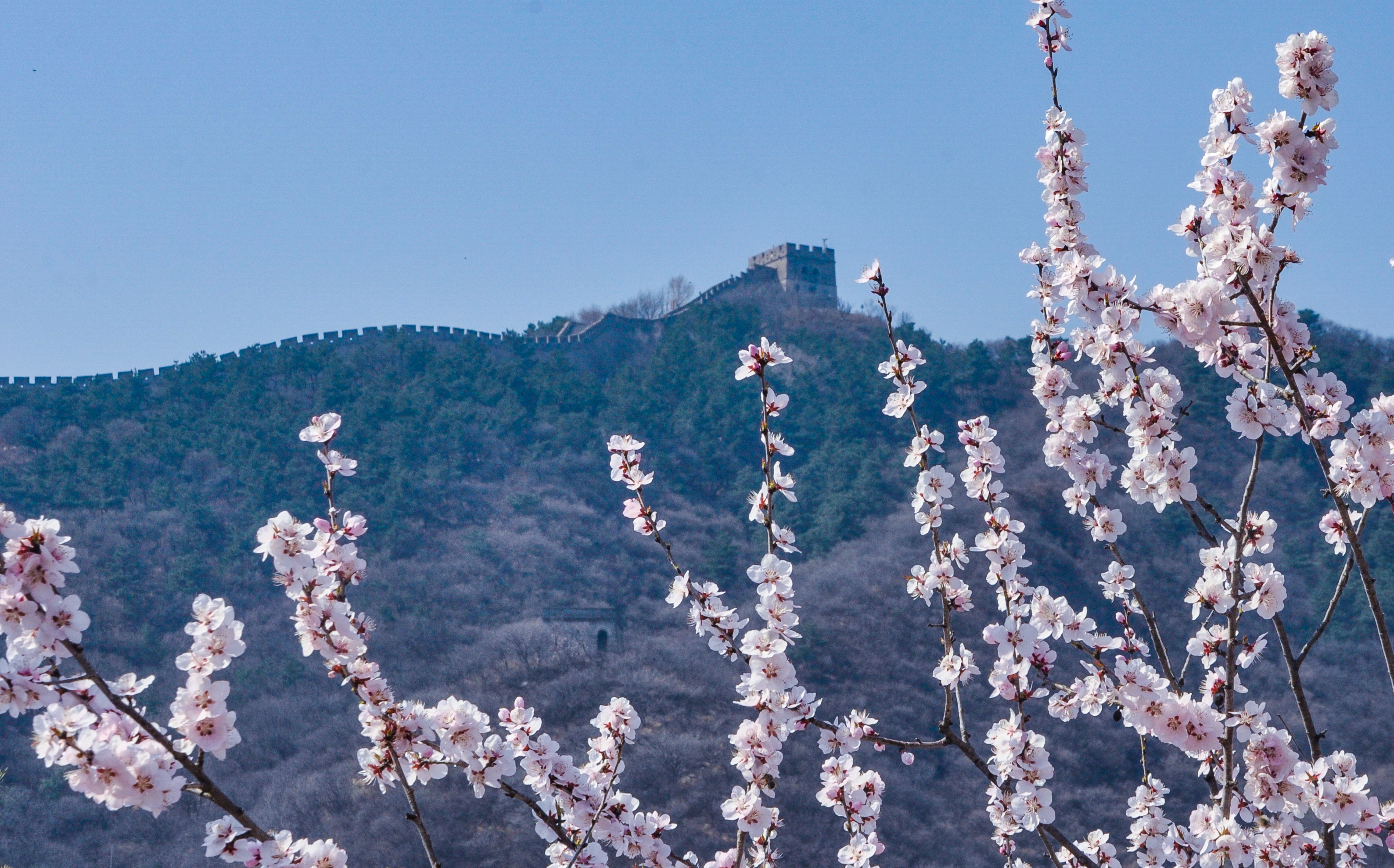 八达岭长城春花初绽放 花香遍野美不胜收