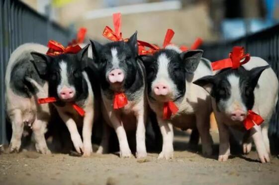 没钱买饲料猪被饿死!养猪第一股爆雷预亏30亿