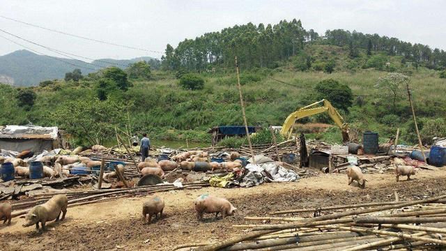 今年农村设立禁养区,农民认同专家的解释,但