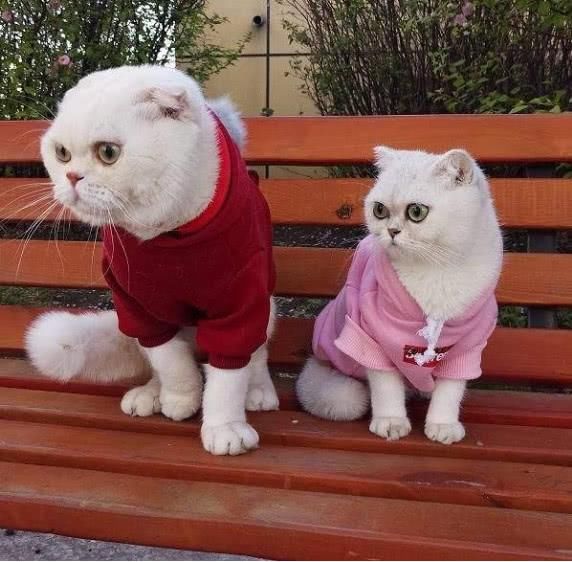 抖音5位大神,你认识谁?