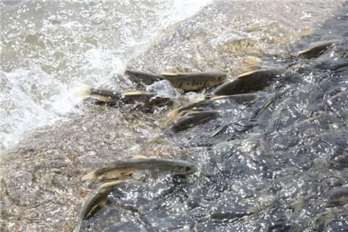 手钓鱼入门必修课,鱼儿为什么喜欢逆流而上?