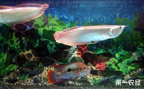 银龙鱼可以混养吗?可以与银龙鱼混养的鱼类和