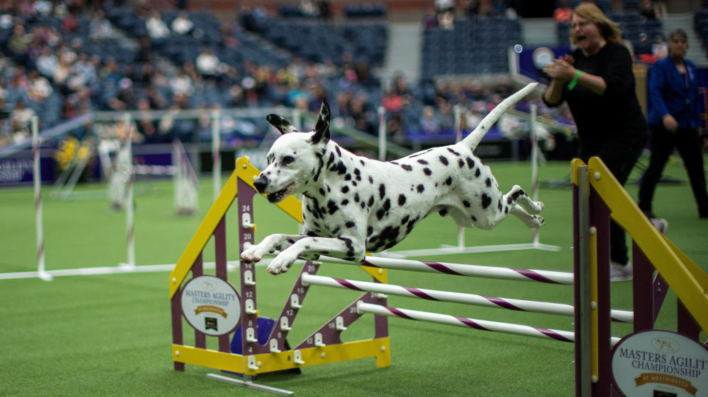 美国纽约:第147届威斯敏斯特犬展开幕~~ 美国纽约:第147届威斯敏斯特犬展开幕~~