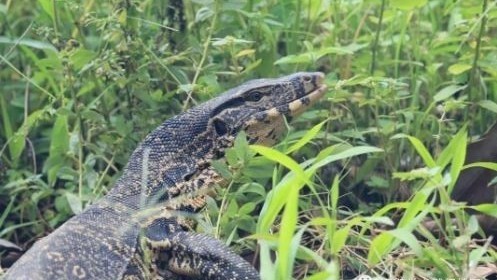 国家一级保护动物“五爪金龙”现身云南黄连山！寿命可达150年