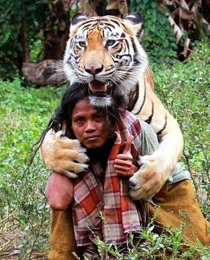 女子养老虎当宠物 以为很威风没想到结局这样 女子养老虎当宠物 以为很威风没想到结局这样