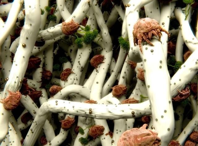 螨虫把脸当"餐桌"啃食皮肤,难怪毛孔变大,2个天然除螨法搞定