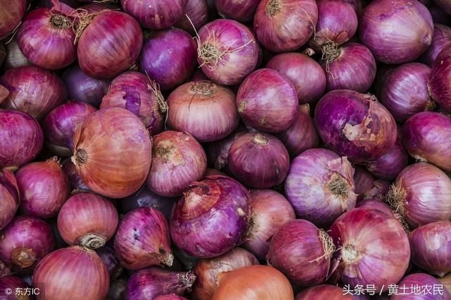 2018年河南现阶段洋葱上市及后期冷库情况分