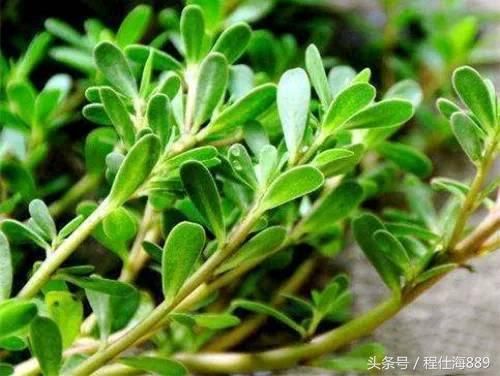 吃野菜就选"晒不死"