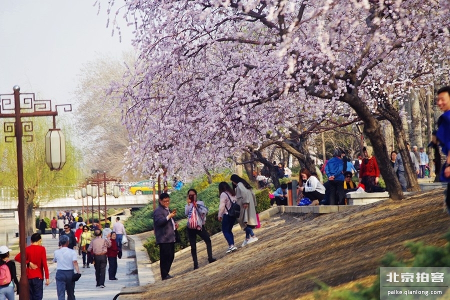 春来了!北京元大都遗址公园变花海 春来了!北京元大都遗址公园变花海