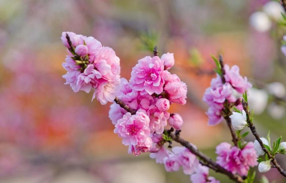 八字中的桃花劫是什么意思