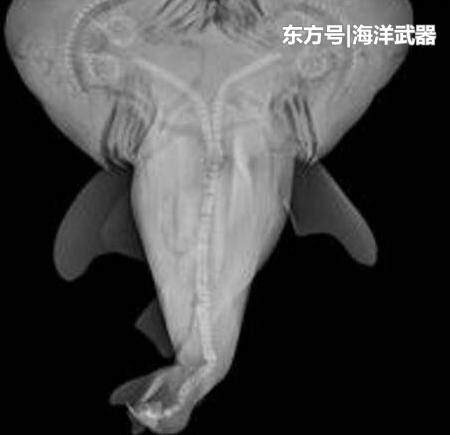 牛鲨是唯一一种可以生活在海里和湖里两种环境