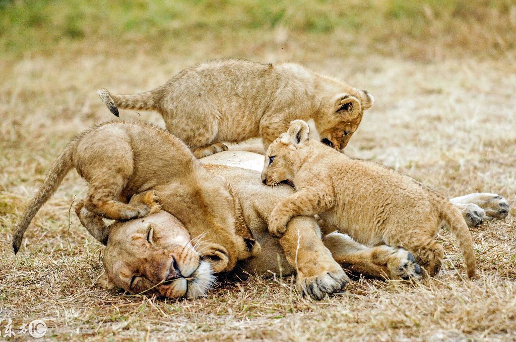 老虎被骑在头上,猴子被揪尾巴,狮子被咬,猛兽被