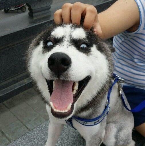 哈士奇回农村第二天就捡条金链子回家,结果全村人排队认领!