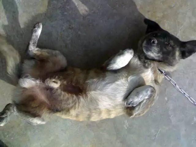 小灰,部队解散了,你该何去何从!武警森林黄金水