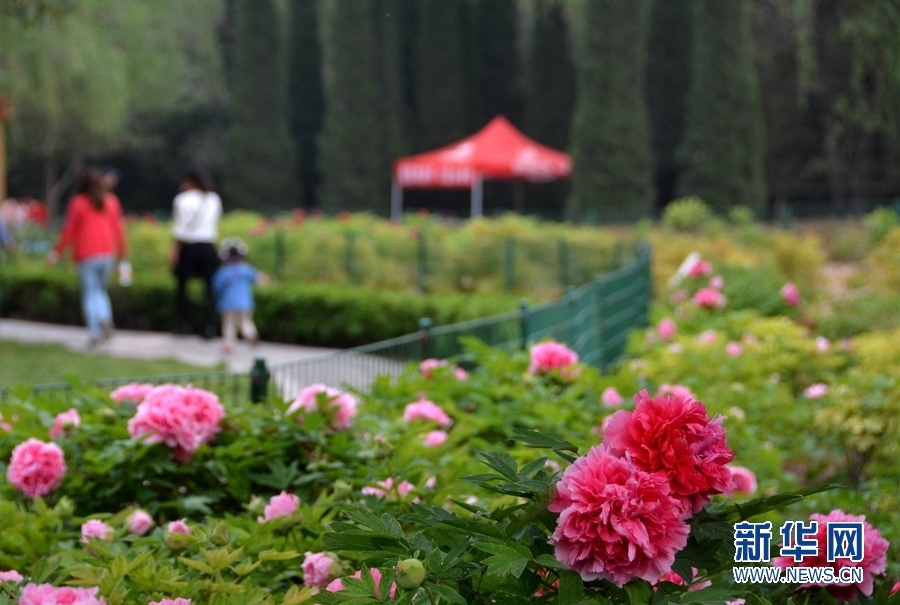 河南洛阳:一城鲜花满城香 3.5万株牡丹等你来赏 河南洛阳:一城鲜花满城香 3.5万株牡丹等你来赏