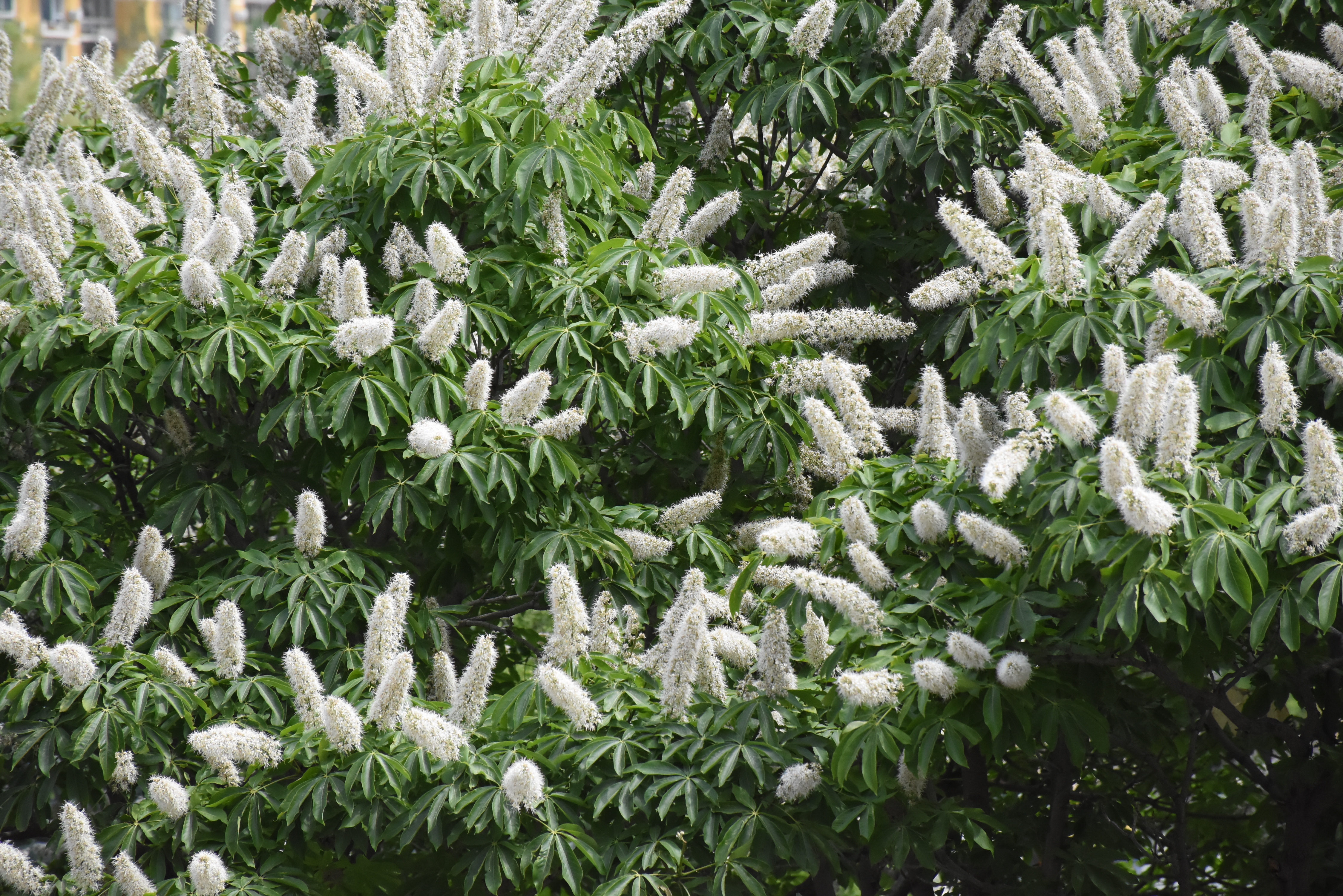 罕见300年菩提古树开花 北京市内仅此一株