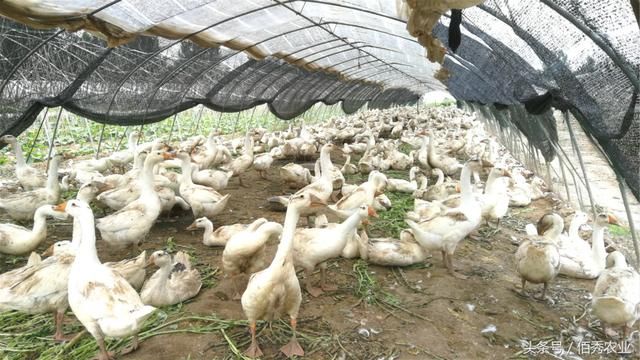 农村人蔬菜地里养大鹅,原本想卖个好价格,如今