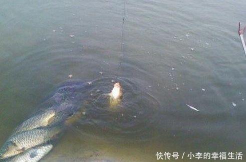 新手钓鱼应该怎么看漂提竿?掌握这三个技巧秒