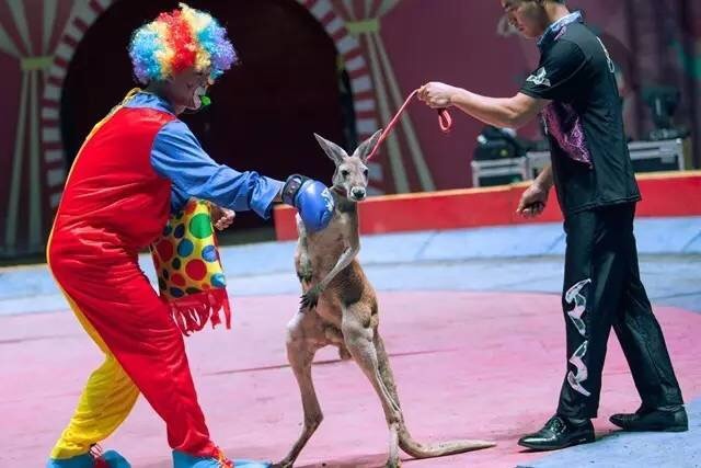 无锡动物园表演袋鼠拳击系虐待?江苏省林业局