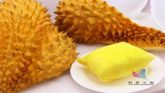 为什么有人觉得榴莲臭有人却觉得香?它究竟有