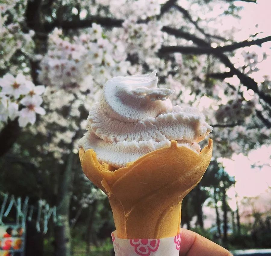 樱花季去京都,住哪里看这一篇就够了!