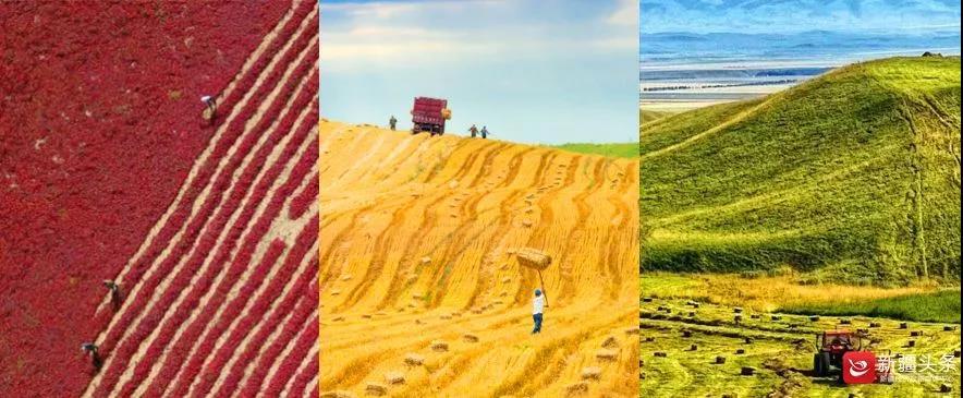 【云游新疆】五彩丰收季,新疆礼物随手取 【云游新疆】五彩丰收季,新疆礼物随手取