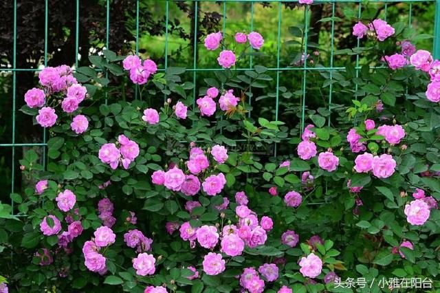 蔷薇花这样养,一根枝条就能种,爬藤几米长,开出