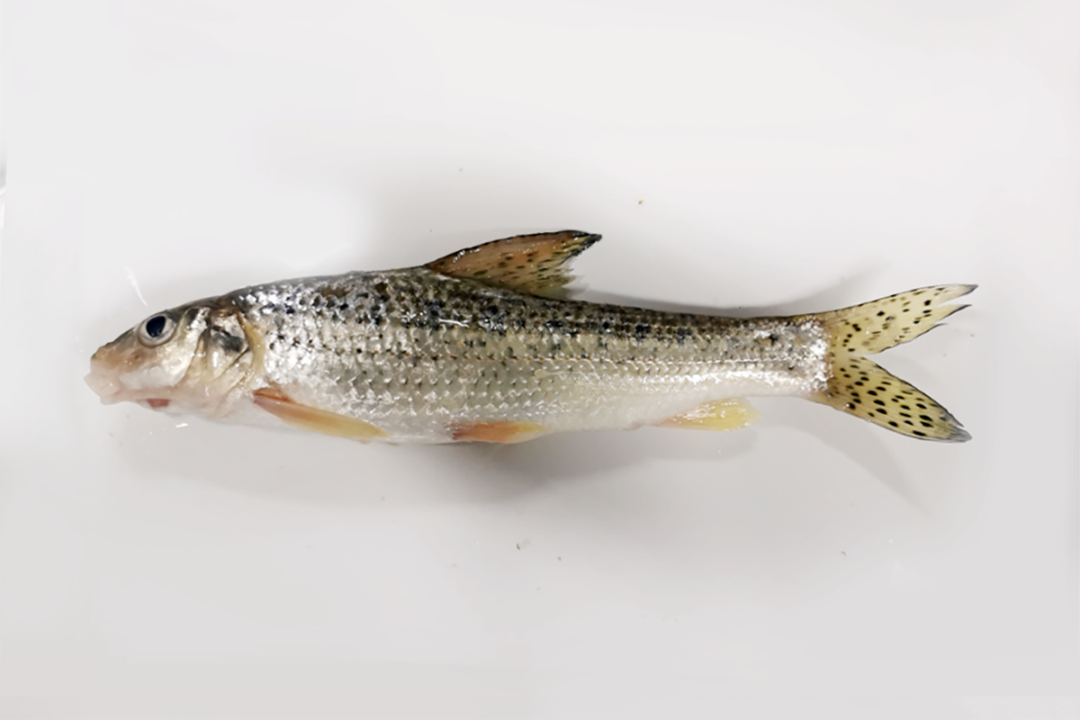 身边的多样生物⑭丨北京市重点保护野生动物花䱻(huá)_北京时间