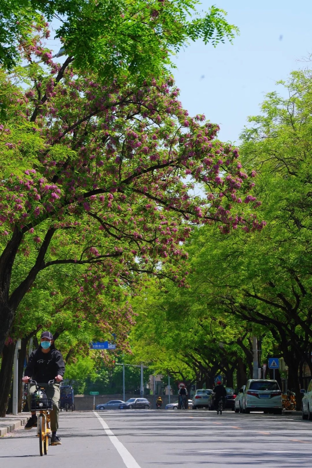 海淀这条迷人的粉紫色槐花大道你知道吗?