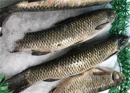 鲤鱼、草鱼、鲫鱼的区别是什么?市场批发价多