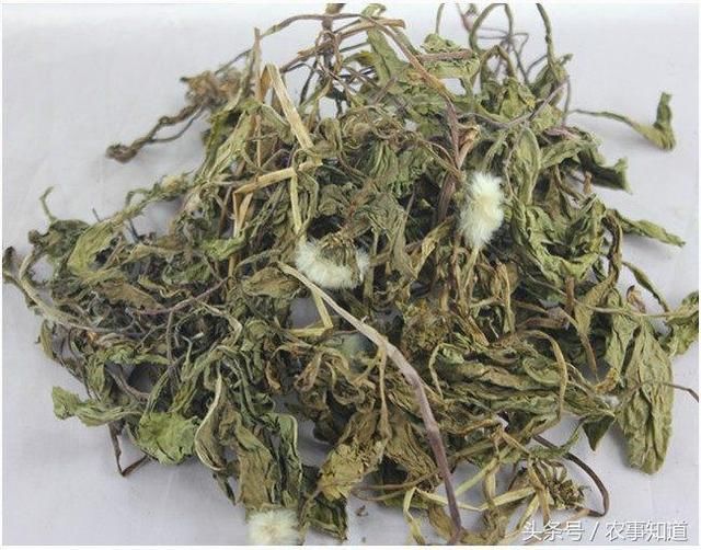 农村常见的野草,农民当杂草,却不知是名贵的尿