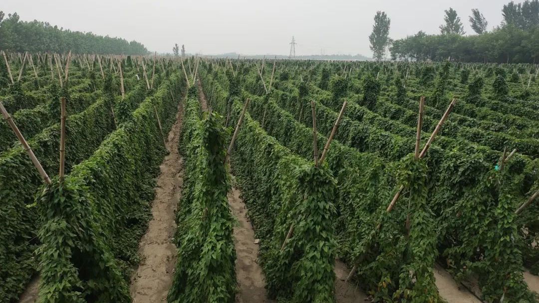 新贾村:麻山药种植 拓宽农民致富路 新贾村:麻山药种植 拓宽农民致富路