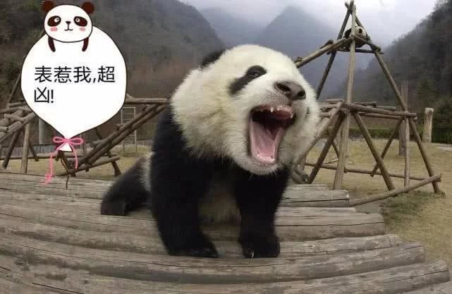 熊猫 熊猫看起来圆滚滚,肥嘟嘟,名字中有"猫"字,但是人家实