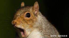 地球上10大最聪明的动物,狗第七,猪第四,黑猩猩