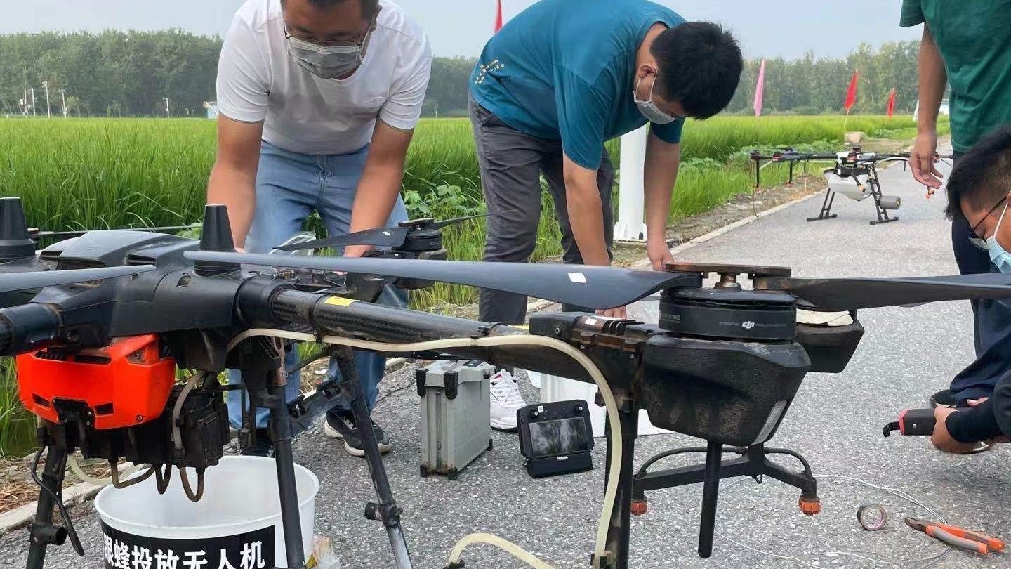 厉害了！用无人机释放天敌昆虫  防治水稻虫害
