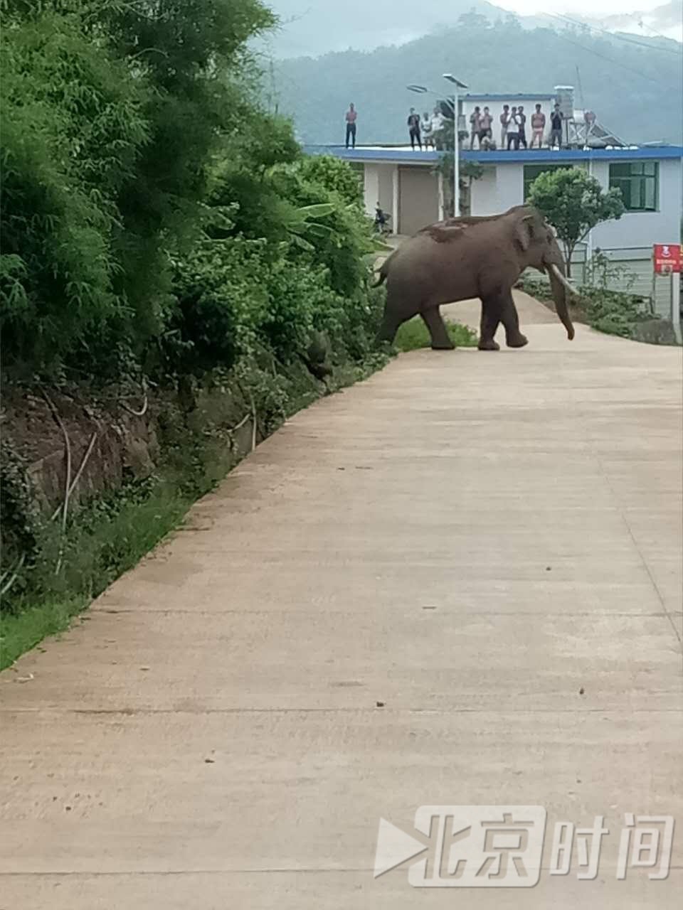 云南澜沧野象频繁侵扰村庄 一农妇遭遇袭击死亡 云南澜沧野象频繁侵扰村庄 一农妇遭遇袭击死亡