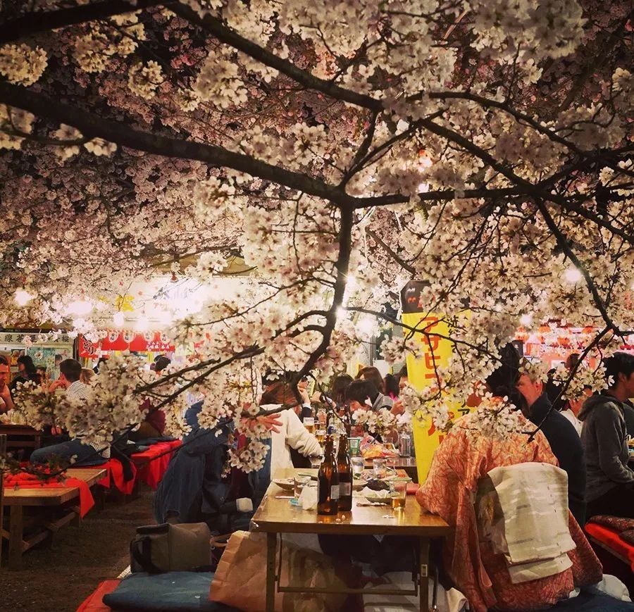 樱花季去京都,住哪里看这一篇就够了!