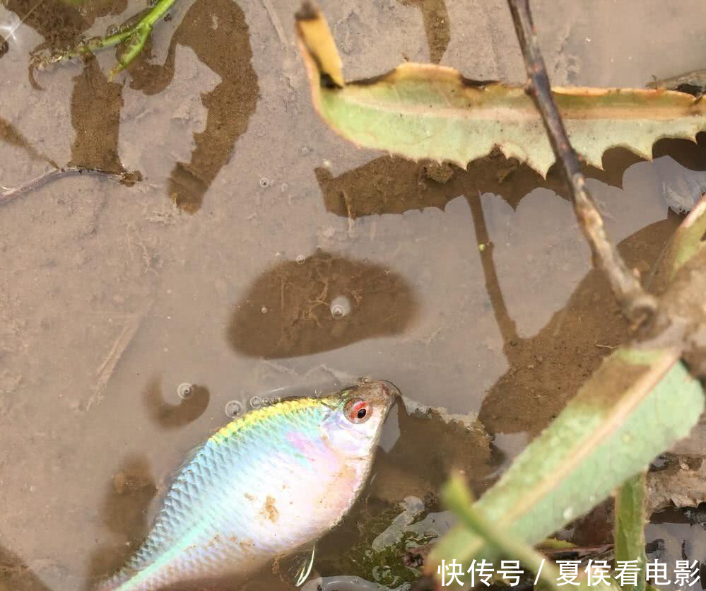 农村河里的垃圾鱼,色彩鲜亮但是无法养殖,生