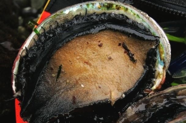 鲍鱼好吃,违规抓鲍鱼被罚7000块!这样的规定是合理还是变态?