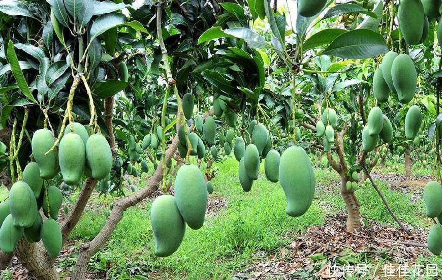 芒果是怎么种植的?芒果的种植方法,值得收藏!