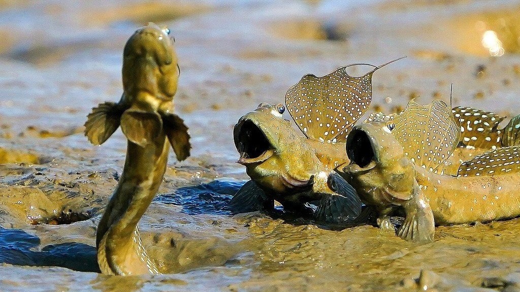 “水陆奇侠”弹涂鱼的“热舞派对” “水陆奇侠”弹涂鱼的“热舞派对”