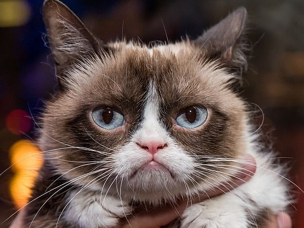 网红"不爽猫"离世 曾狂揽1亿美元成为猫界"表情帝"